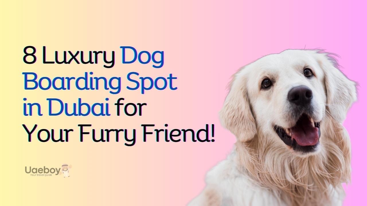 8 Luxury Dog Boarding Spots in Dubai for Your Furry Friend